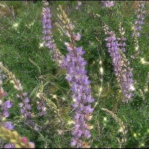 Meet your Posher, Kaleizah